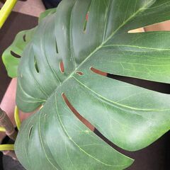 観葉植物（フェイクグリーン）の画像