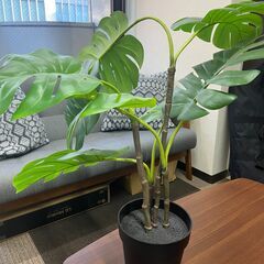 観葉植物（フェイクグリーン）の画像