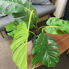 観葉植物（フェイクグリーン）の画像