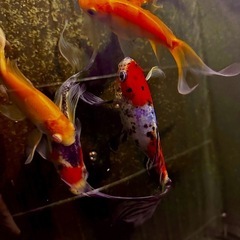 🐟上物‼️ ワキン系金魚MIX1匹〜