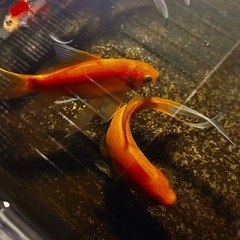 🐟上物‼️ ワキン系金魚MIX1匹〜の画像