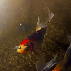 🐟上物‼️ ワキン系金魚MIX1匹〜の画像