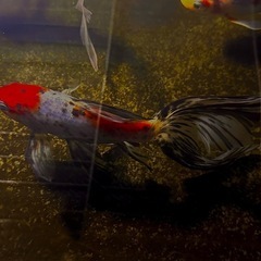 🐟上物‼️ ワキン系金魚MIX1匹〜の画像
