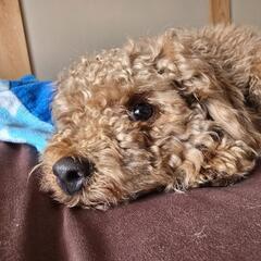 犬とも 犬好きさんお友達探してます - 友達