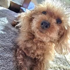 犬とも 犬好きさんお友達探してます − 東京都