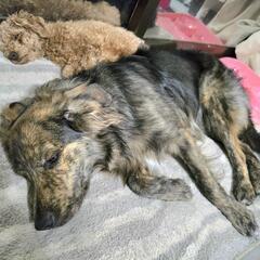犬とも 犬好きさんお友達探してます - メンバー募集
