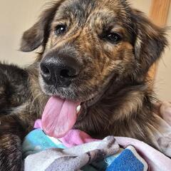 犬とも 犬好きさんお友達探してます - あきる野市