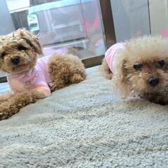犬とも 犬好きさんお友達探してます