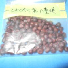 芍薬　赤八重　種子の画像