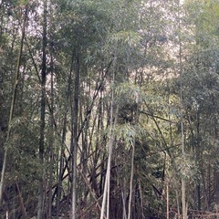 焚き火用竹の薪・（割り竹）約100本 着火剤付 竹 薪 バーベキュー キャンプの画像