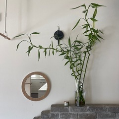 ミリオンバンブー　フラワーベース付き　観葉植物