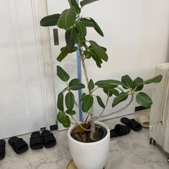 観葉植物　