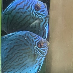 国産ターコイズ　幼魚　3匹セット　難あり