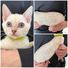 ベンガルの子猫ちゃん🐾北海道 岩見沢市 子猫 ブリーダー ベンガ...