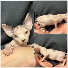 スフィンクスの子猫ちゃん🐾北海道 岩見沢市 子猫 ブリーダー ベ...