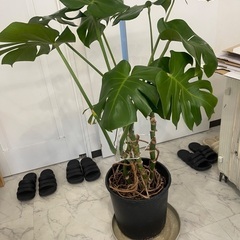 観葉植物