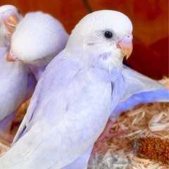 ライラック セキセイインコ