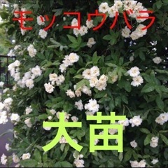 モッコウバラ大苗