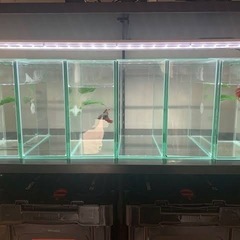 シートヒーター(ベタ・小動物用)2個 受け渡し予定者決定⭕️の画像