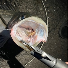 釣り仲間（シーバス）募集！