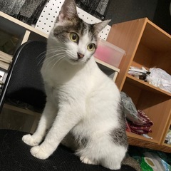 猫　ずっとずっと探しています🐈