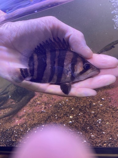 ダトニオ　3匹