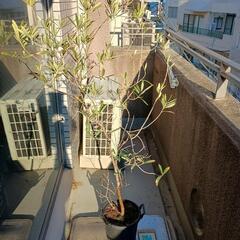 オリーブ　観葉植物