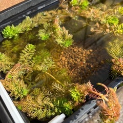 水草   オレンジミリオフィラムの画像