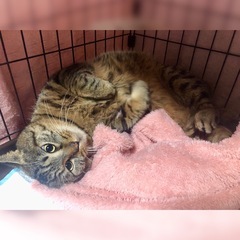 2/2(日)譲渡会　デカ猫優男好きへオススメ💗丸太体型のチューイ君