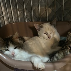 【決まりました】長毛子猫ちゃん。女の子です。2匹。 - 福島市