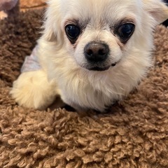 外飼いネグレクト多頭崩壊だったチワワくん。