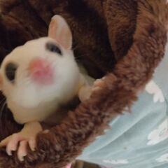 フクロモモンガ