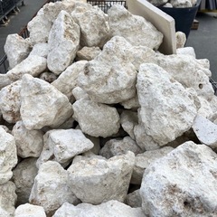 琉球石灰岩の画像
