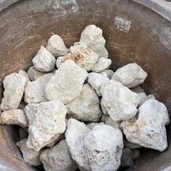 琉球石灰岩の画像