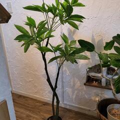 フェイクグリーン　観葉植物　パキラ