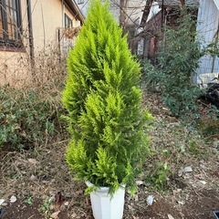 ゴールドクレスト160㎝程度