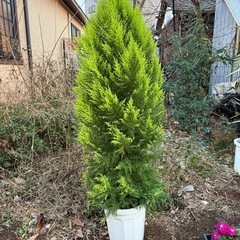 ゴールドクレスト　160㎝程度
