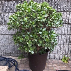 金のなる木！成金草！超立派‼️大切にしてくれる方お待ちしてます🍀