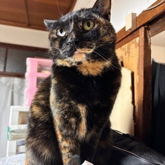 おいもちゃん❤️里親募集してます。