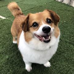 繊細なコーギー×シーズーの男の子こーちゃん - 犬