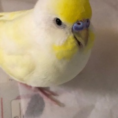 セキセイインコを探しています。