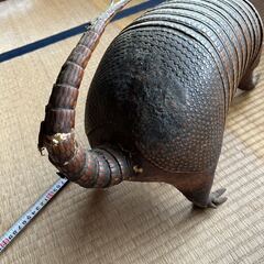 珍しいココノオビアルマジロの剥製