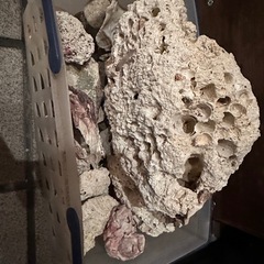 サンゴ