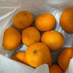 食品みかん