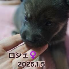 2025.1.5頃生まれ　　ロシェちゃん