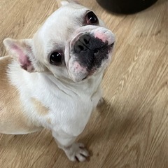 フレンチブルドッグ（ぷよちゃん）（代理投稿です）