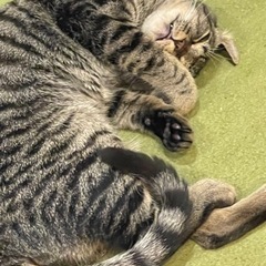 🐱キャットゲージお譲り下さい。