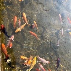 100均　訳あり　錦鯉　稚魚の画像