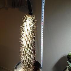 パキポディウム ラモスムの画像