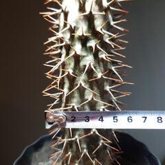 パキポディウム ラモスムの画像